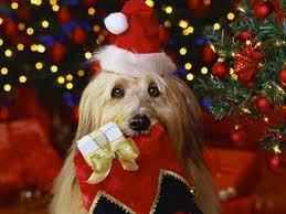 The Holidays and Your Pets